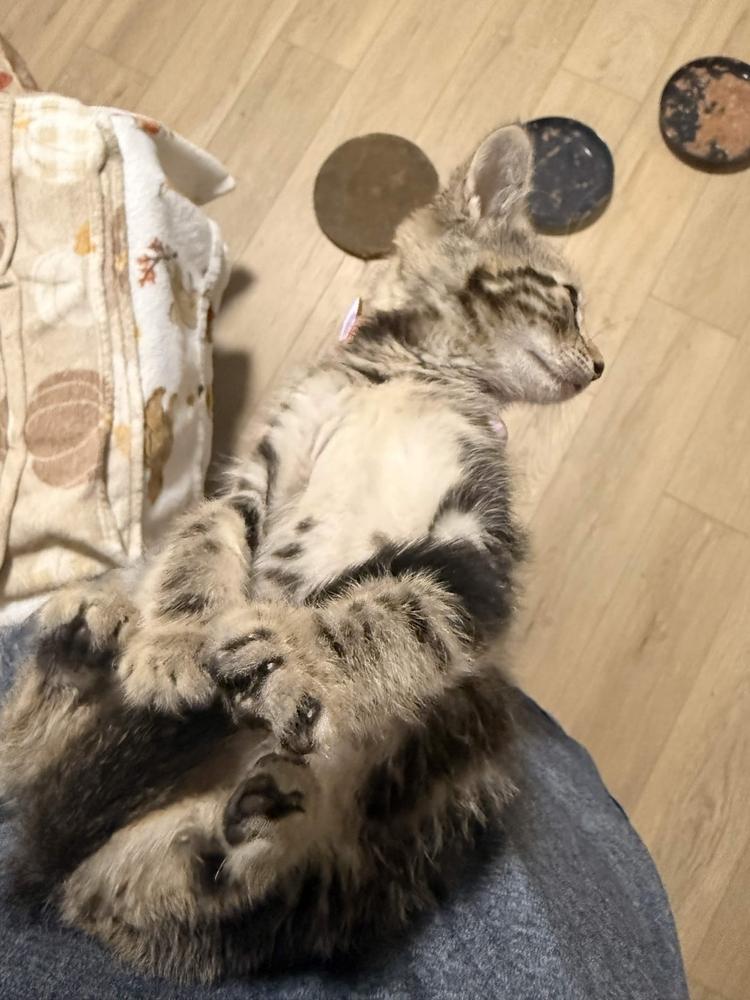 Jitterbug, Adoptable, Kitten Female Domestic Short Hair.