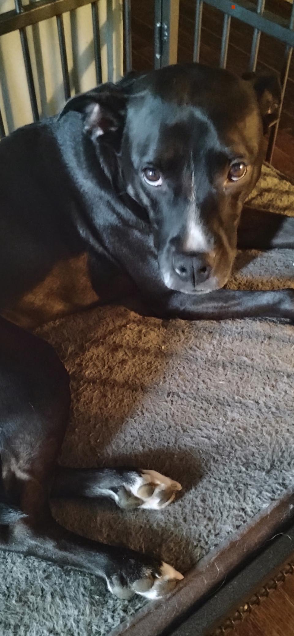 Rosie Roo, Adoptable, Young Female Staffordshire Bull Terrier.