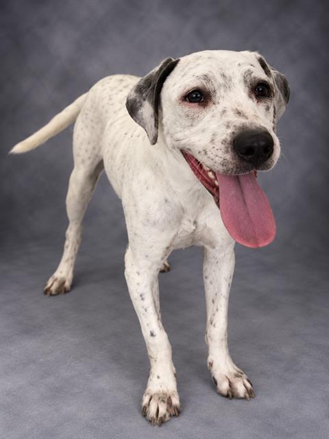 LOKI, Adoptable, Young Male American Bulldog & Mixed Breed.