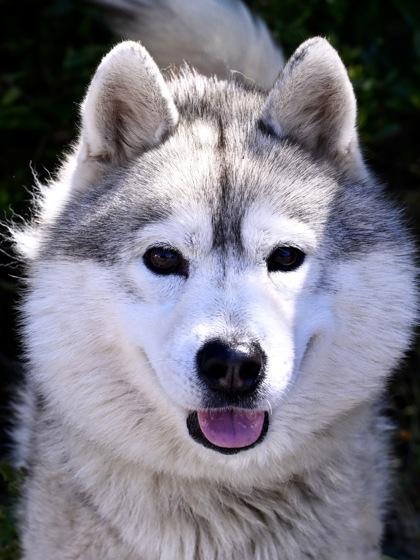 Apollo, ADOPTABLE, Adult Male Siberian Husky.