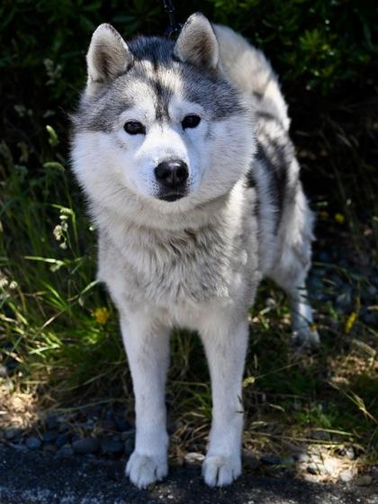Enlarge Apollo, a ADOPTABLE Siberian Husky in Florence, OR image 2/3