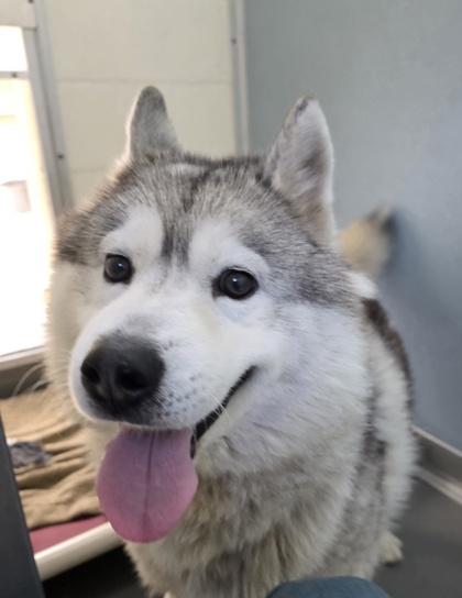 Enlarge Apollo, a ADOPTABLE Siberian Husky in Florence, OR image 3/3