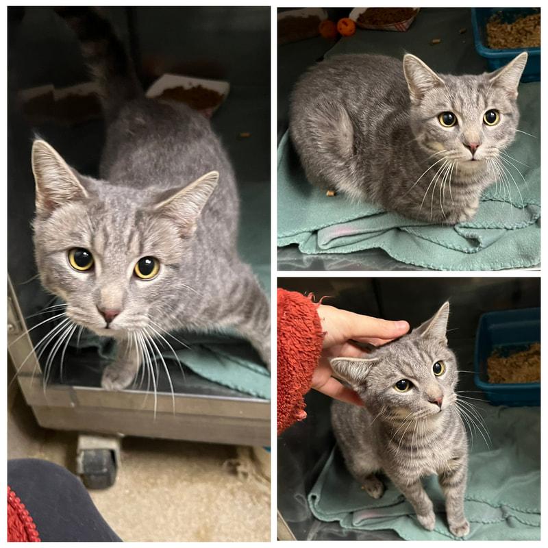 Mufasa, adopted, Young Male Domestic Short Hair.