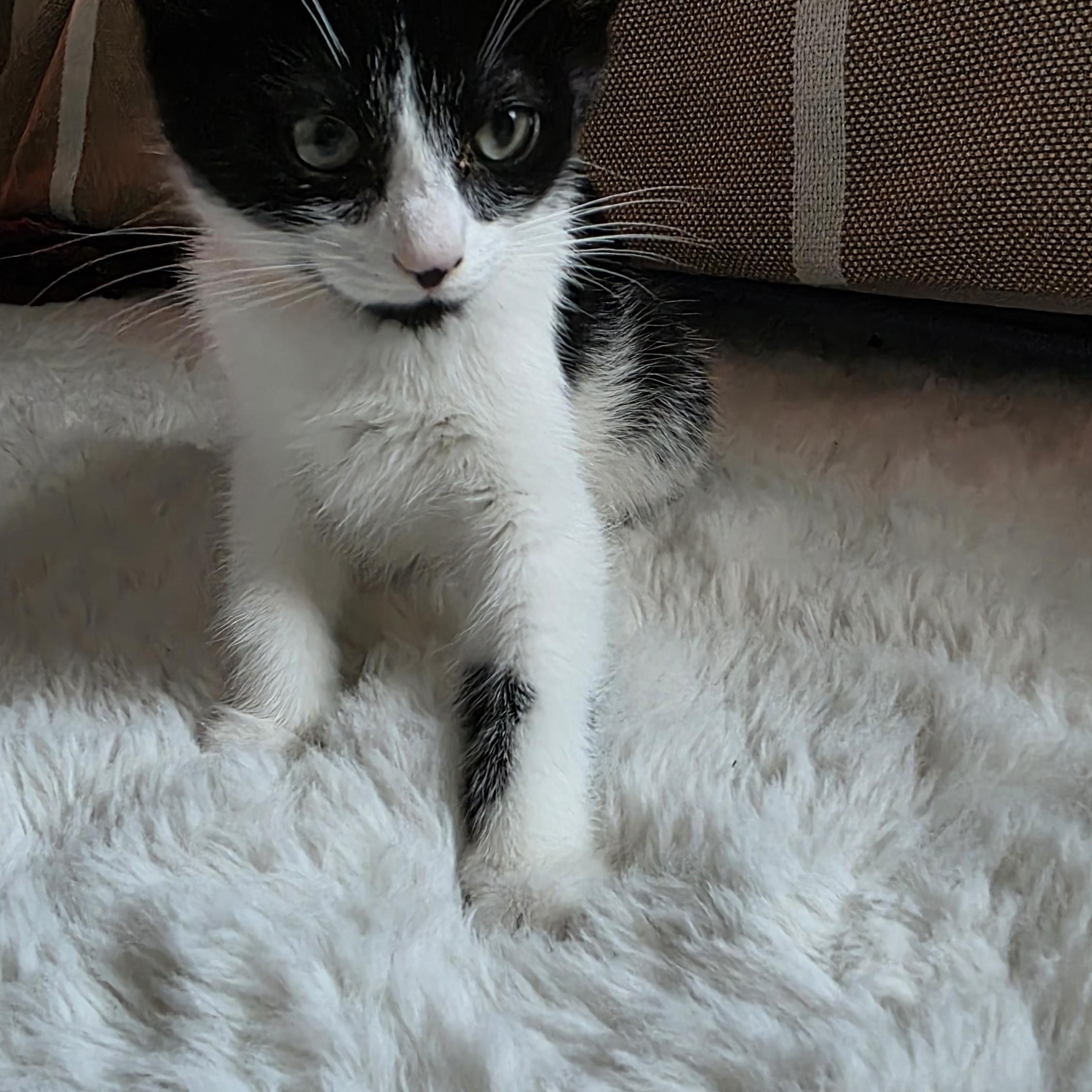 Furgus