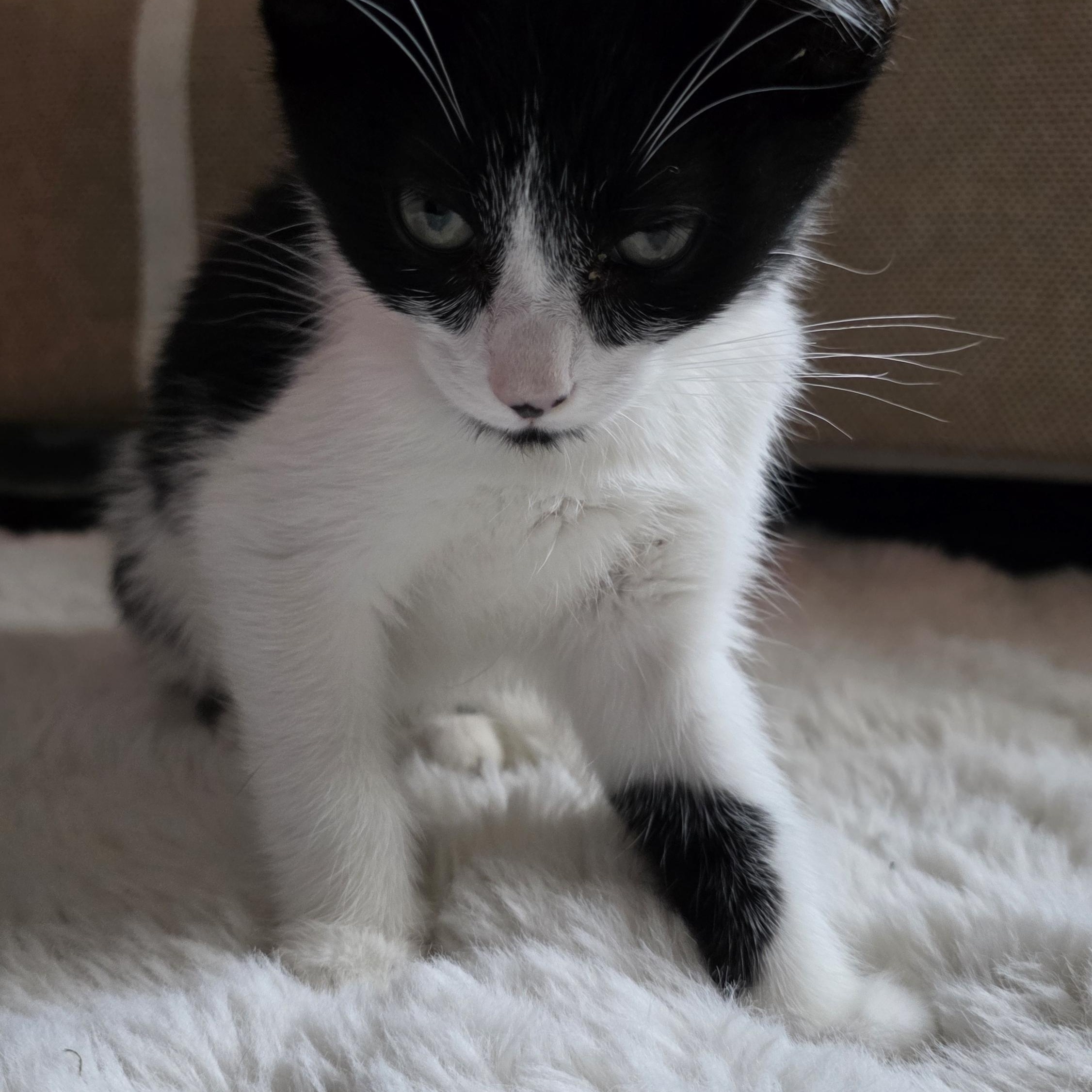 Furgus 2