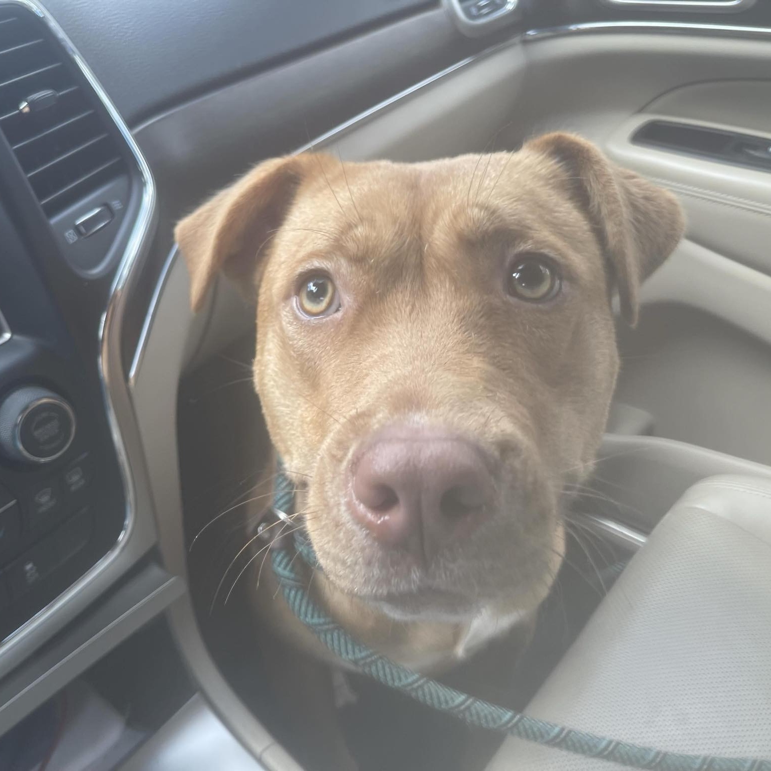 Conway Animal Shelter - q7trcjv