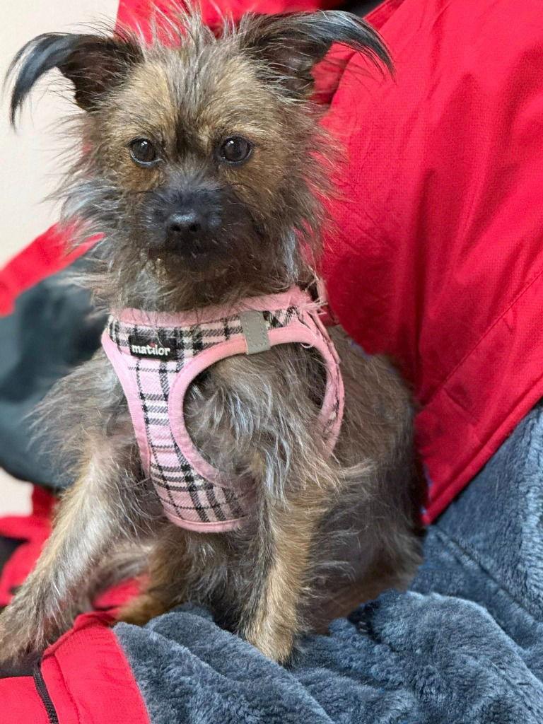 Jen, Adoptable, Adult Female Yorkshire Terrier & Cairn Terrier.