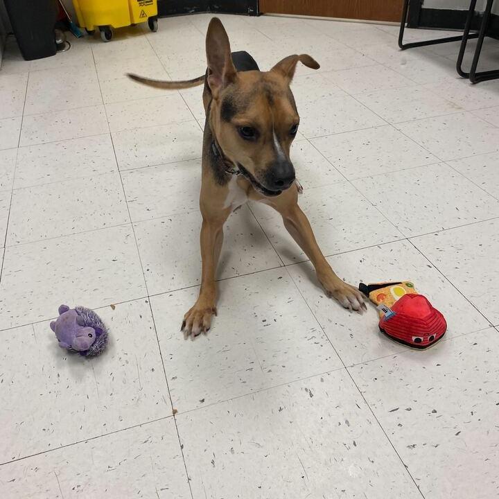 Black Bean, a Adoptable Mixed Breed in Davenport, IA image 1/4