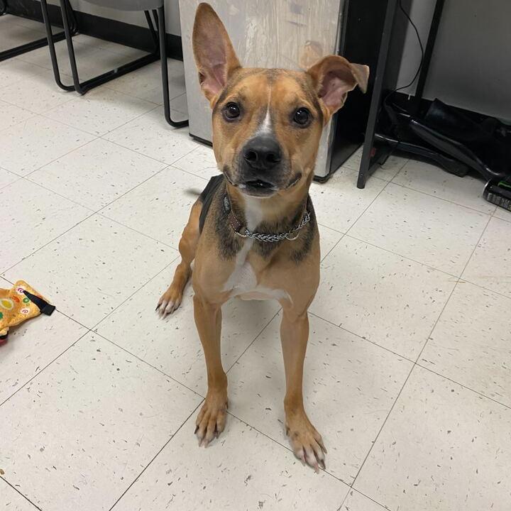 Black Bean, a Adoptable Mixed Breed in Davenport, IA image 2/4