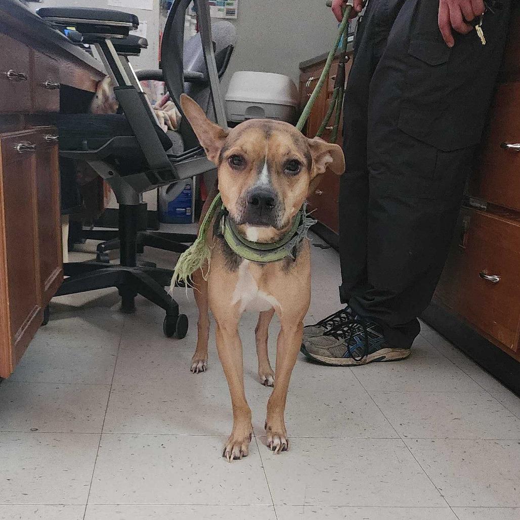 Black Bean, a Adoptable Mixed Breed in Davenport, IA image 3/4