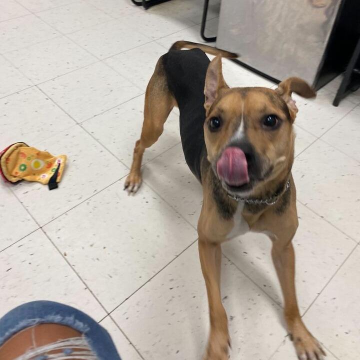 Black Bean, a Adoptable Mixed Breed in Davenport, IA image 4/4