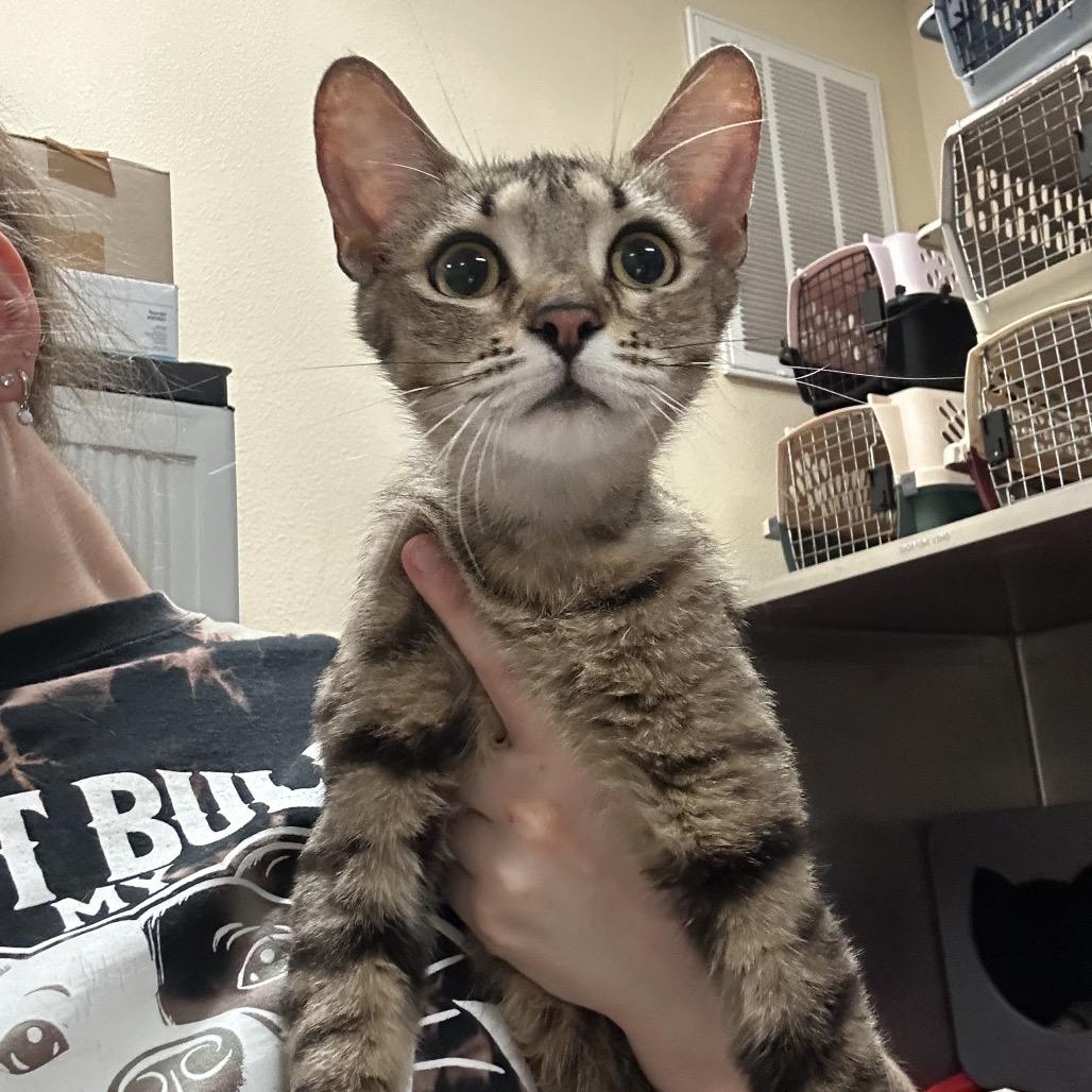 Kova, Adoptable, Young Female Domestic Short Hair.