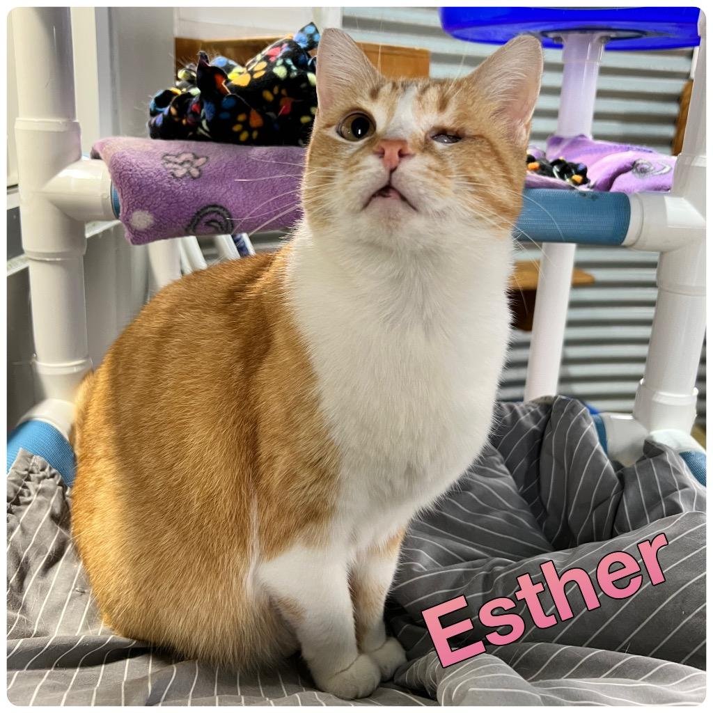 Enlarge Esther, a Adoptable mixed breed in Pierceton, IN image 1/4
