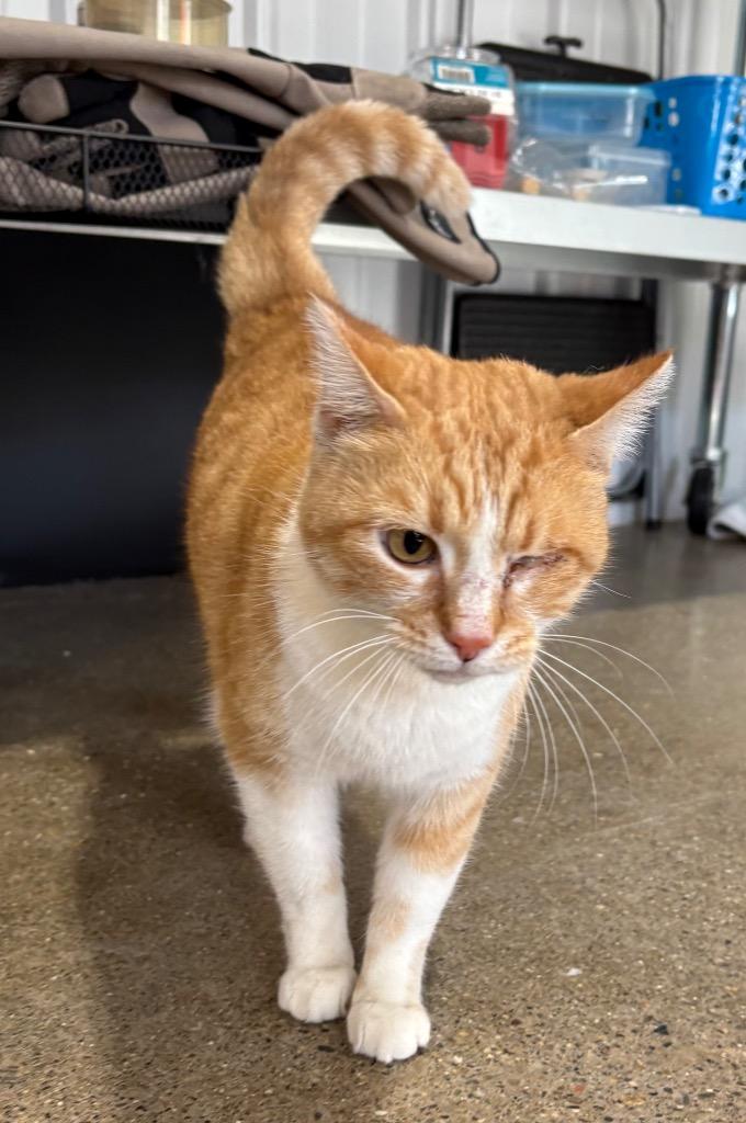 Enlarge Esther, a Adoptable mixed breed in Pierceton, IN image 2/4