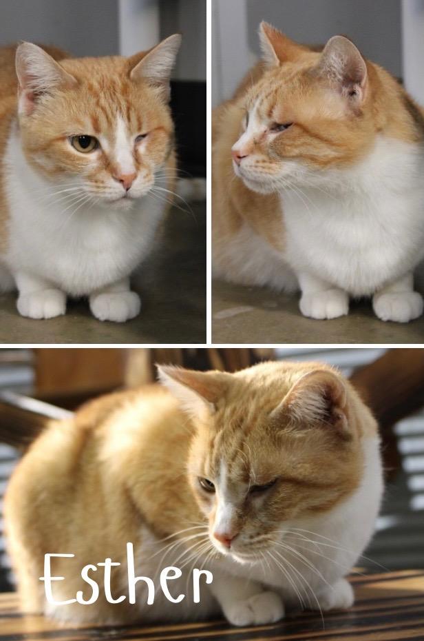 Enlarge Esther, a Adoptable mixed breed in Pierceton, IN image 3/4