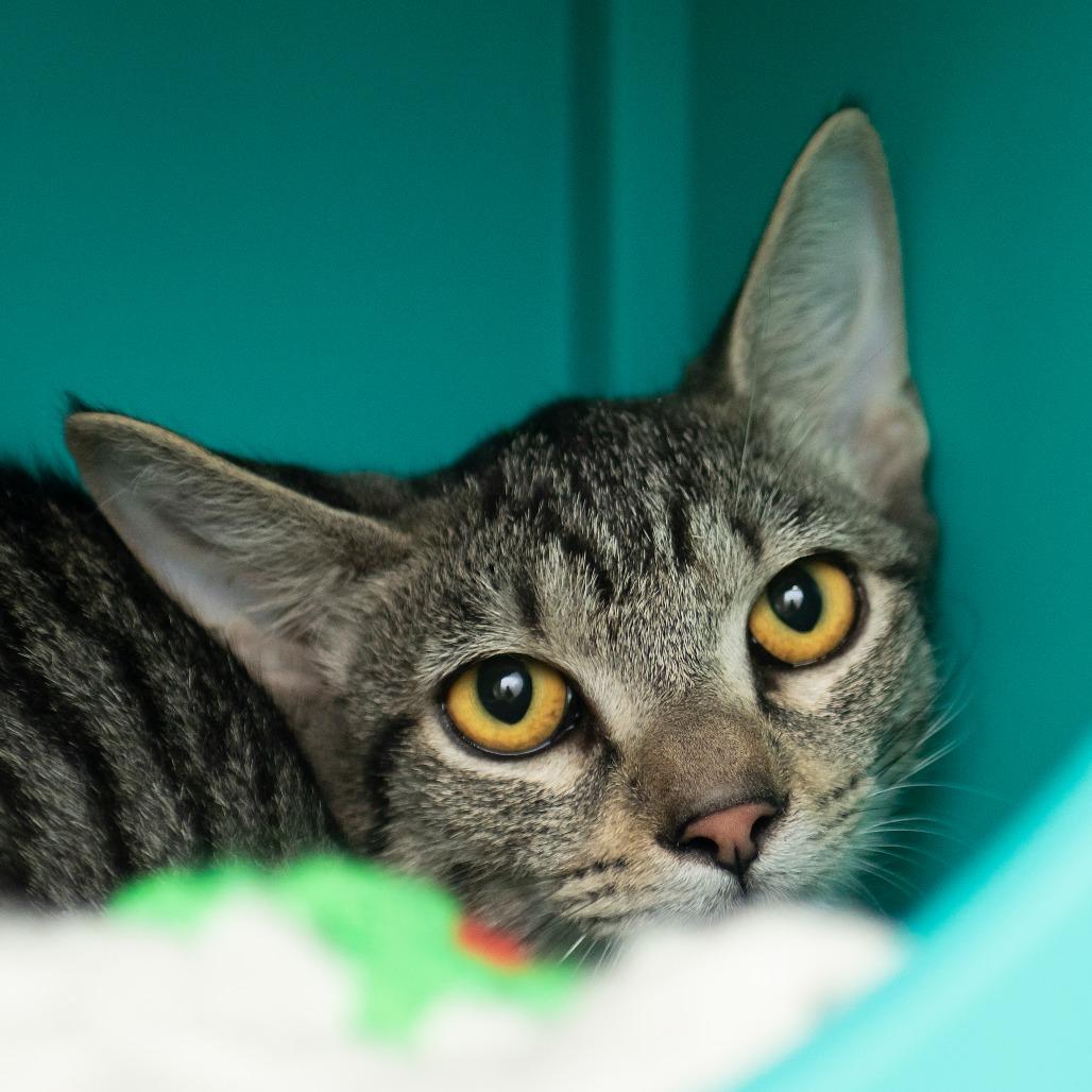 Enlarge Zan, a Adoptable Domestic Short Hair in Middletown, RI image 1/1
