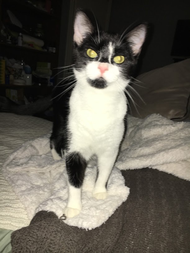 Socks & Drax “Draxl Rose”, a Adoptable mixed breed in Parker, TX image 2/5