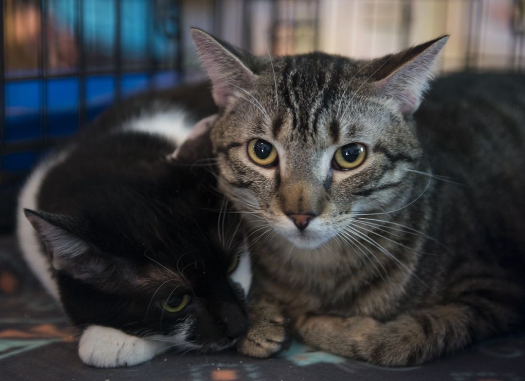 Socks & Drax “Draxl Rose”, a Adoptable mixed breed in Parker, TX image 4/5