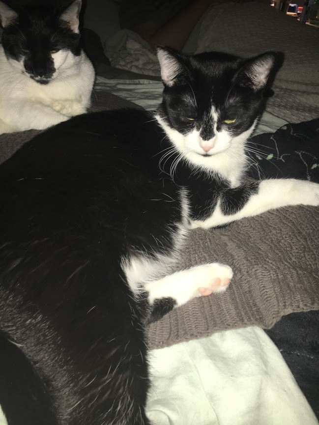 Socks & Drax “Draxl Rose”, a Adoptable mixed breed in Parker, TX image 5/5