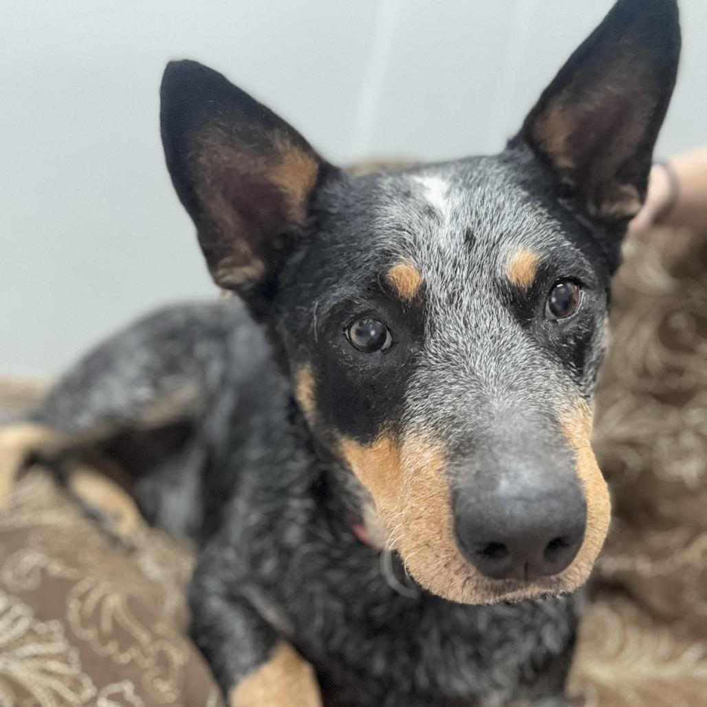 Echo