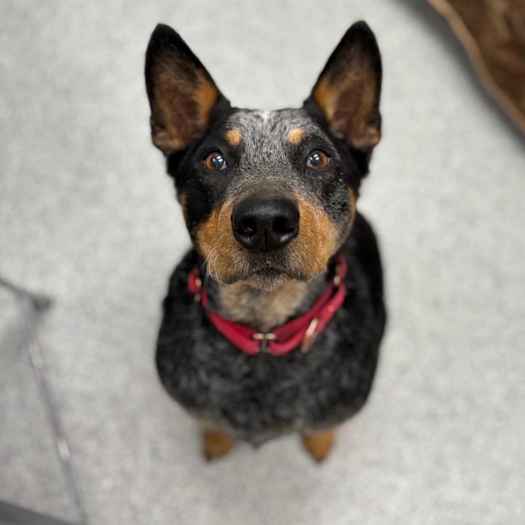 Echo