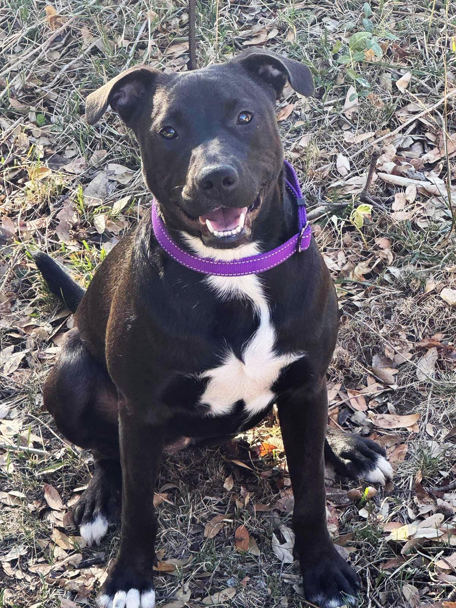 Sadie