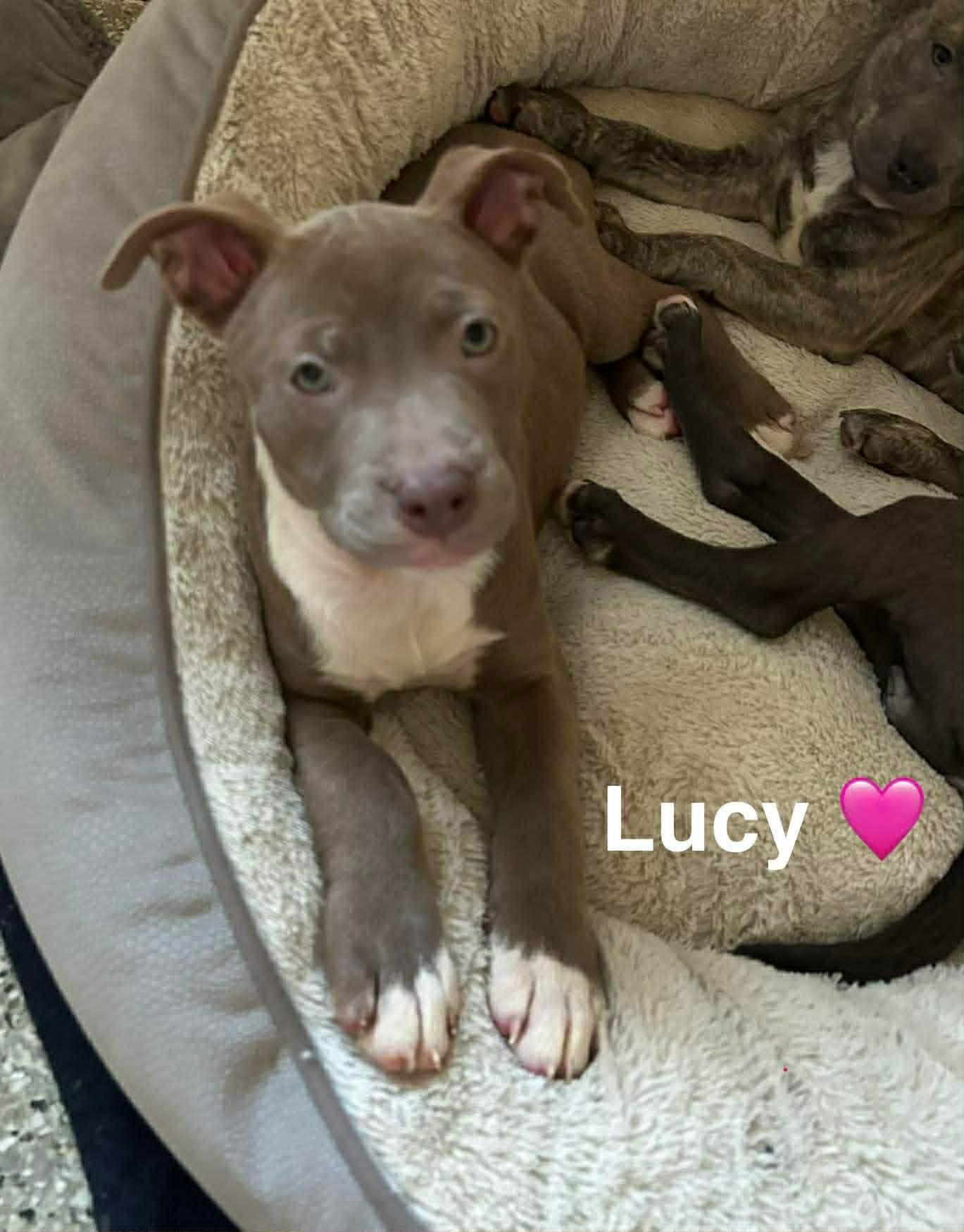 Lucy, a ADOPTABLE mixed breed in Salem, NH image 1/2