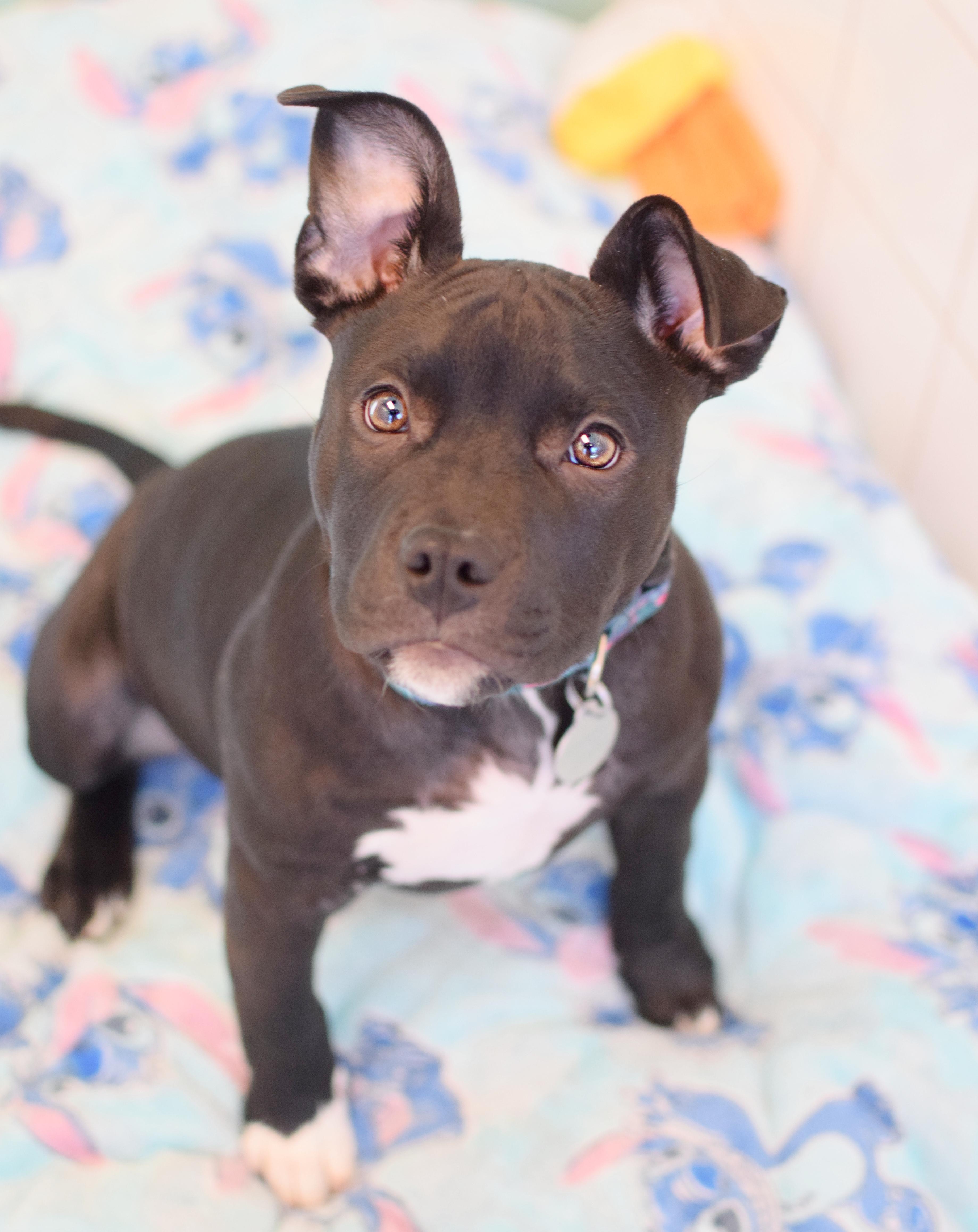 Enlarge Nova, an adopted mixed breed in Pontiac, MI image 1/1