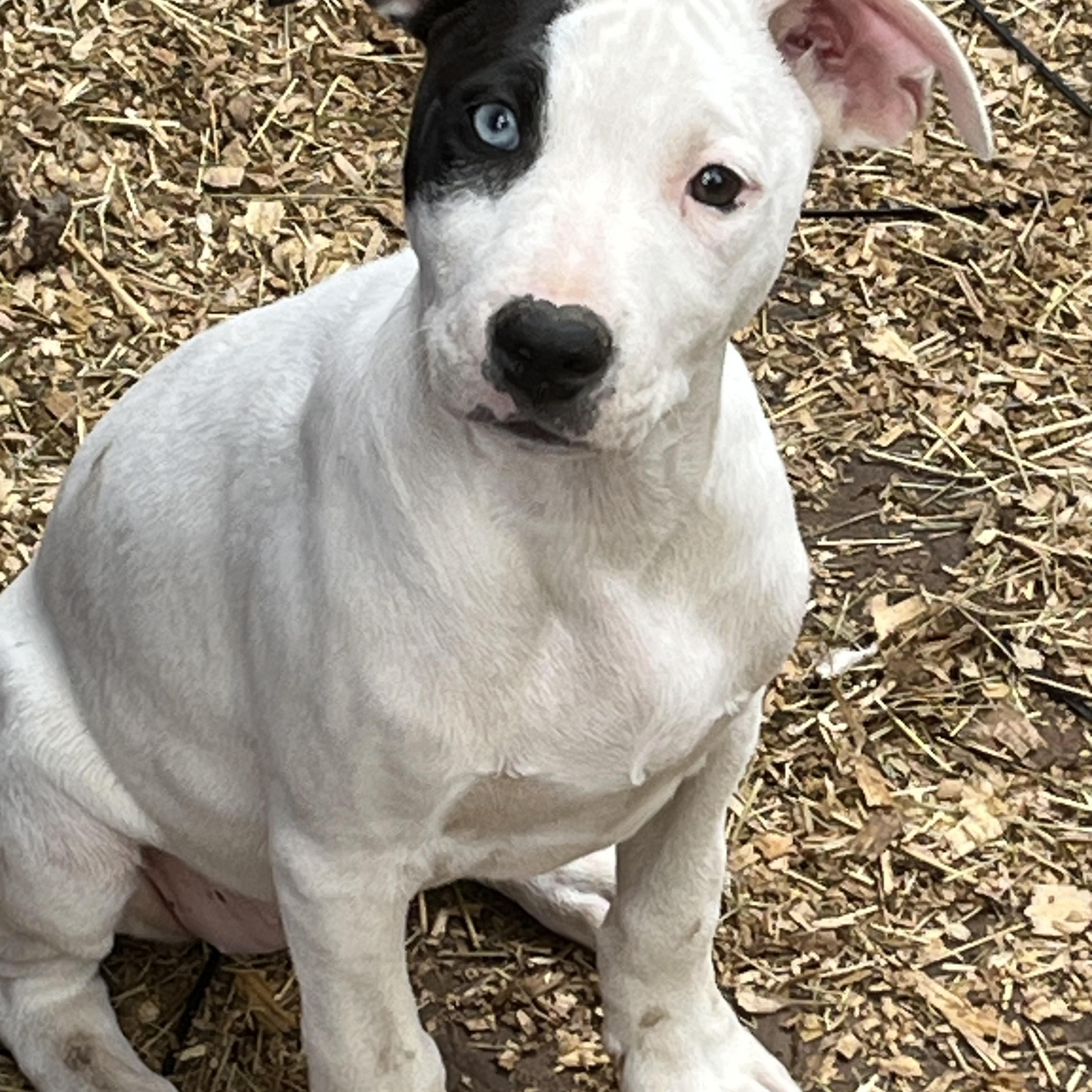 Enlarge winonna, a Adoptable mixed breed in Texarkana, TX image 6/6