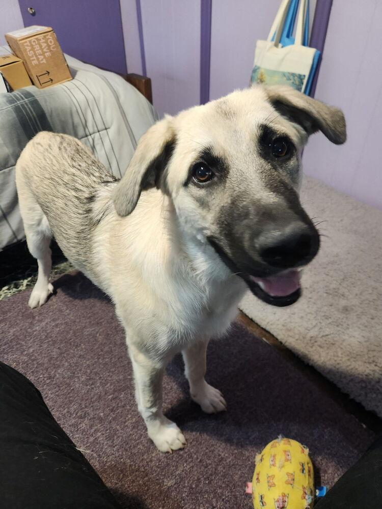 Bronx, a Adoptable mixed breed in Caldwell, NJ image 3/3