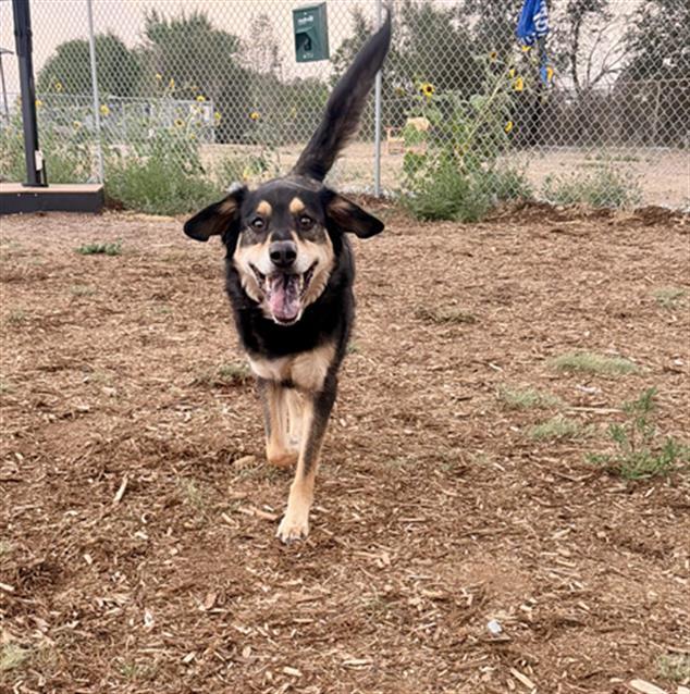 LINUS, Adoptable, Adult Male German Shepherd Dog & Border Collie.