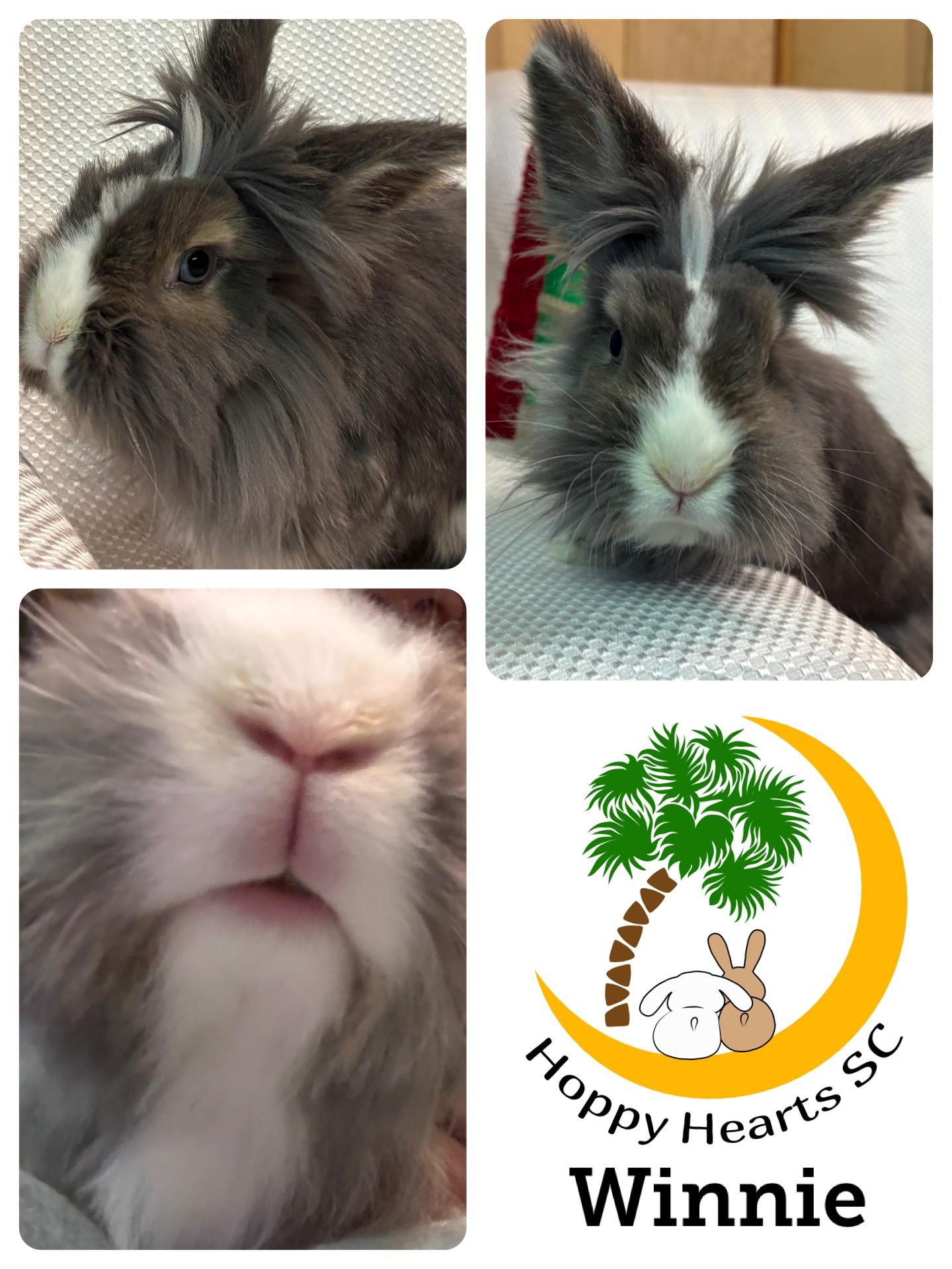 Enlarge Winnie, a Adopted Lionhead in Chapin, SC image 3/3