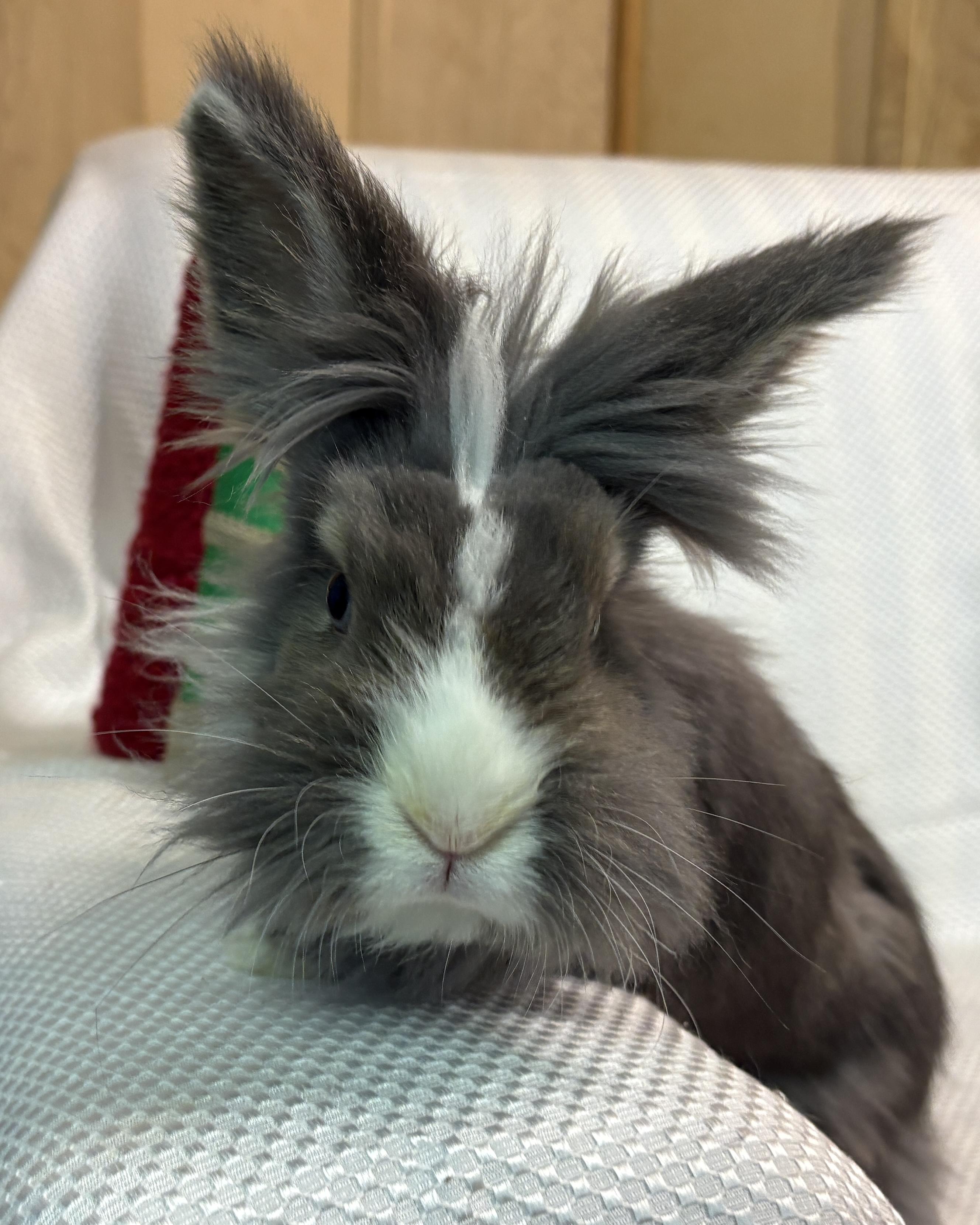 Enlarge Winnie, a Adopted Lionhead in Chapin, SC image 1/3
