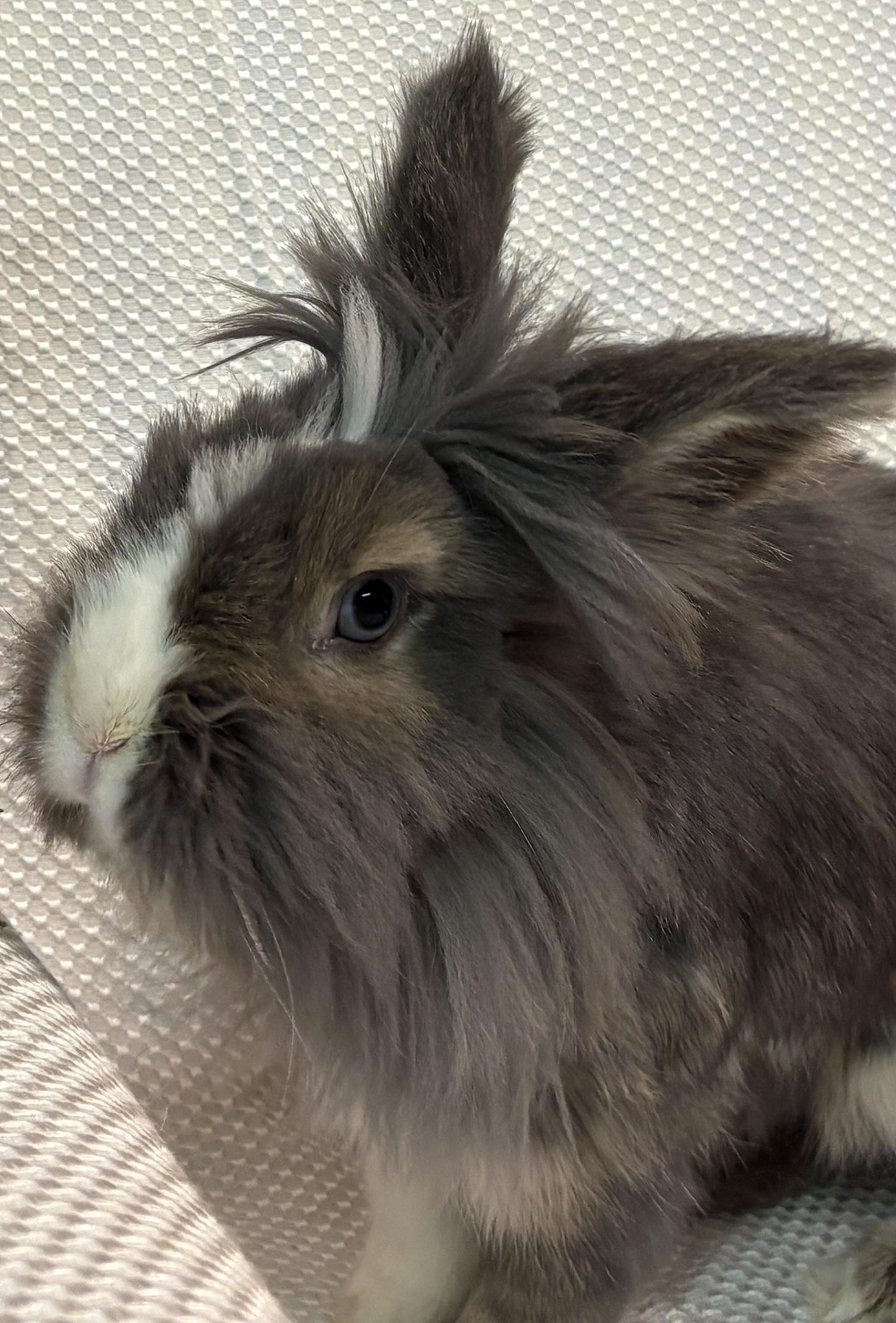 Enlarge Winnie, a Adopted Lionhead in Chapin, SC image 2/3