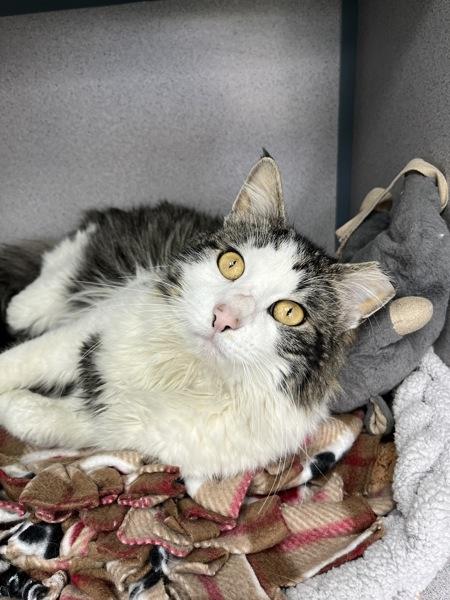 Enlarge Xander (in Foster), a Adoptable mixed breed in Skillman, NJ image 1/6