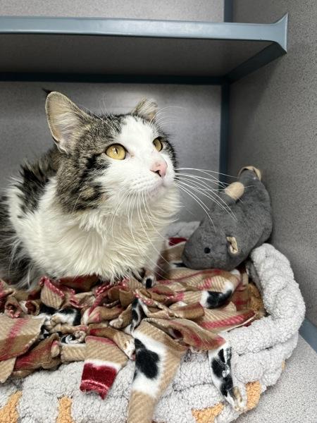 Enlarge Xander (in Foster), a Adoptable mixed breed in Skillman, NJ image 2/6