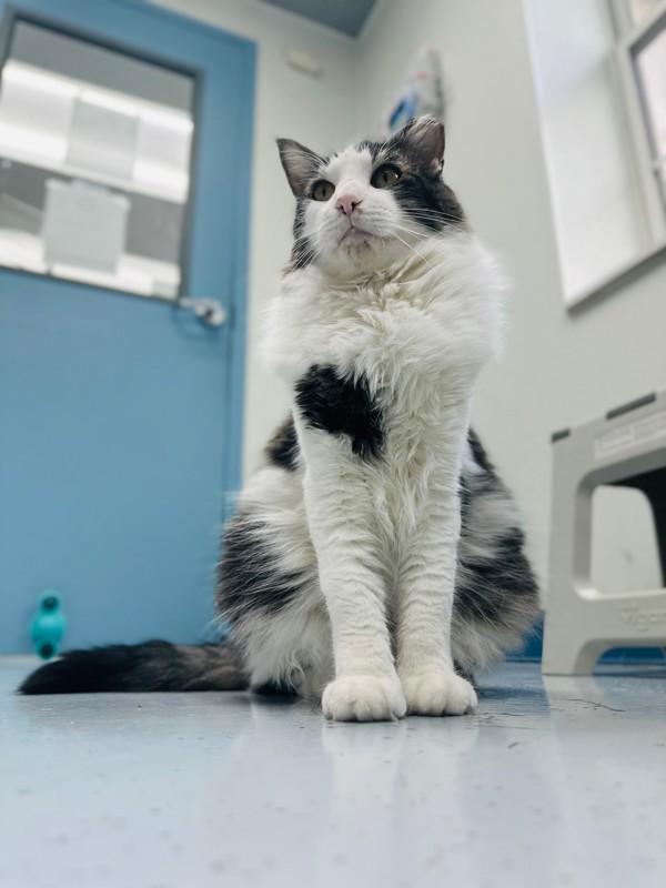 Enlarge Xander (in Foster), a Adoptable mixed breed in Skillman, NJ image 3/6