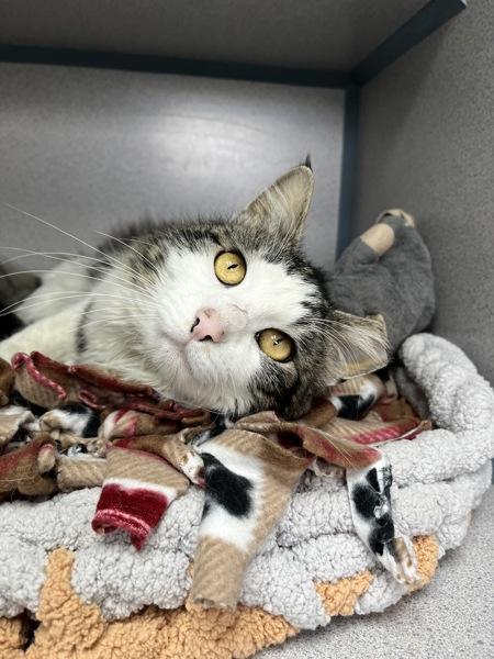 Enlarge Xander (in Foster), a Adoptable mixed breed in Skillman, NJ image 4/6