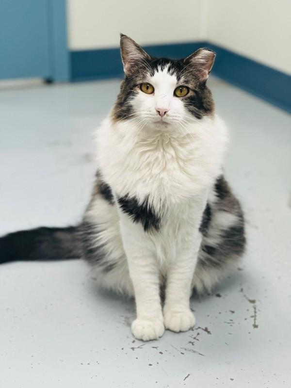 Enlarge Xander (in Foster), a Adoptable mixed breed in Skillman, NJ image 6/6