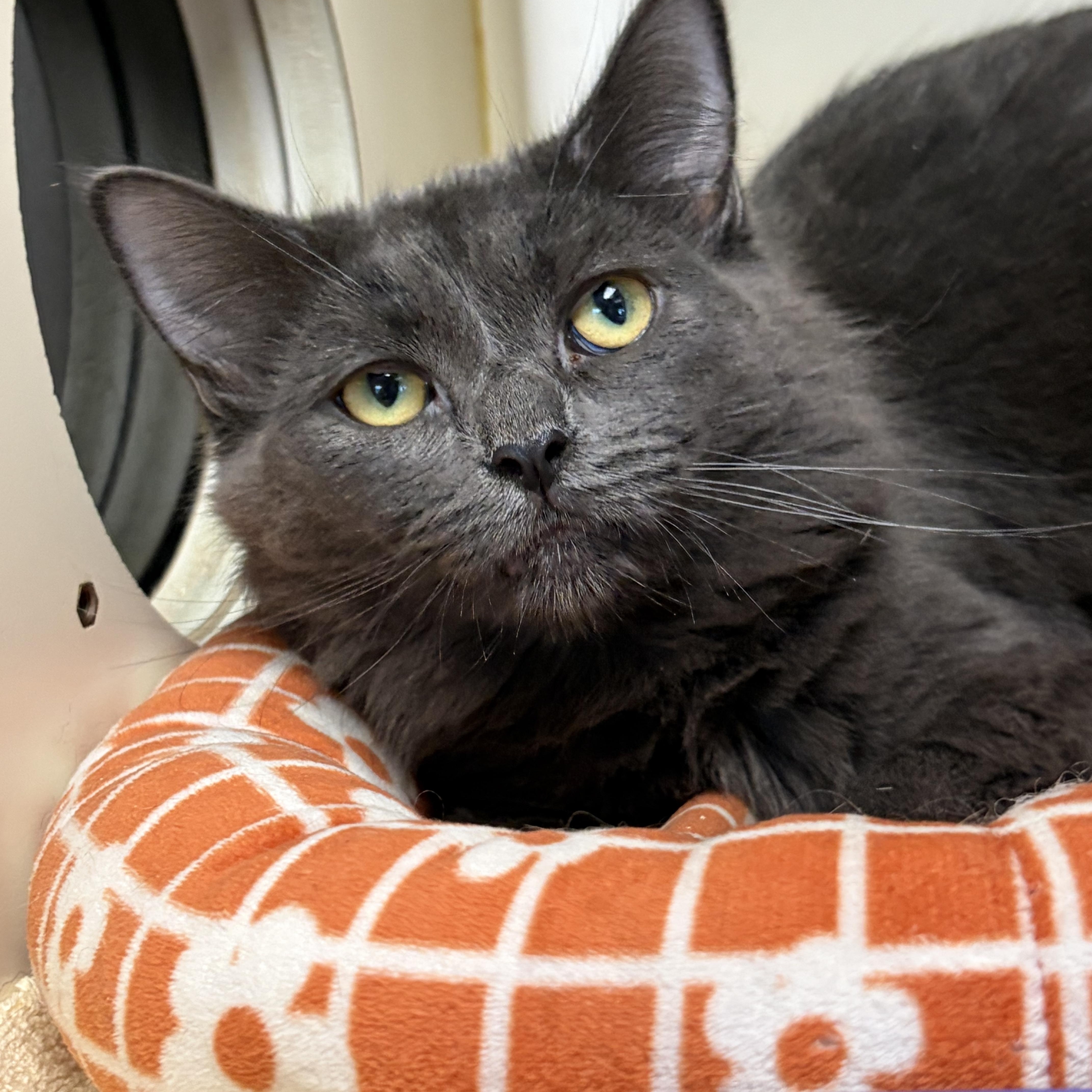 Enlarge Manchego, a ADOPTABLE Domestic Long Hair in Somerset, NJ image 3/3