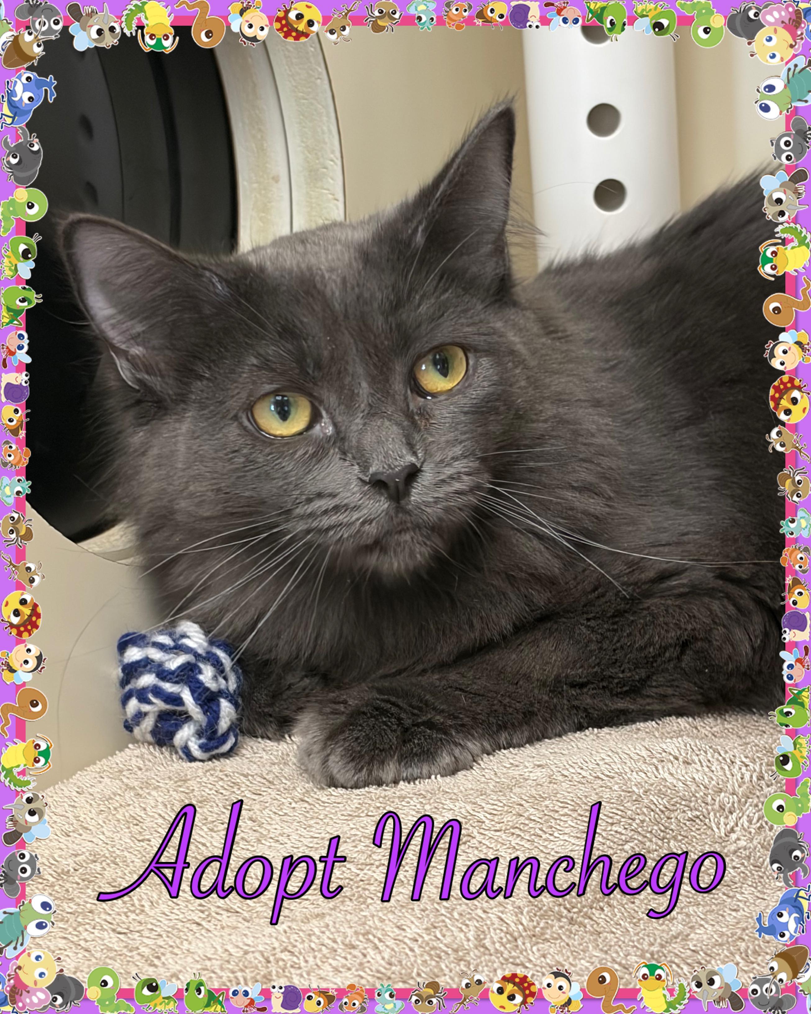 Manchego, ADOPTABLE, Adult Female Domestic Long Hair.