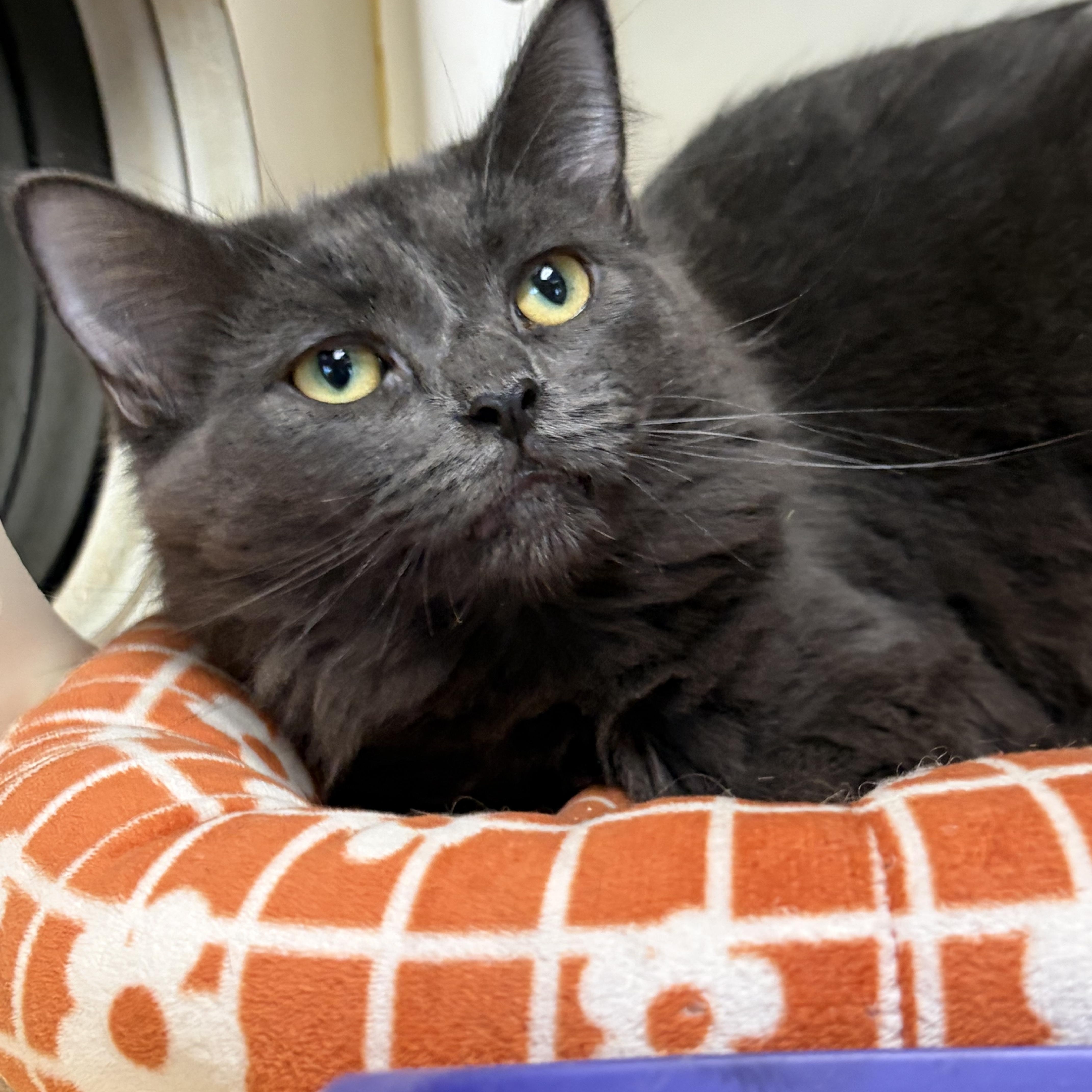 Enlarge Manchego, a ADOPTABLE Domestic Long Hair in Somerset, NJ image 2/3