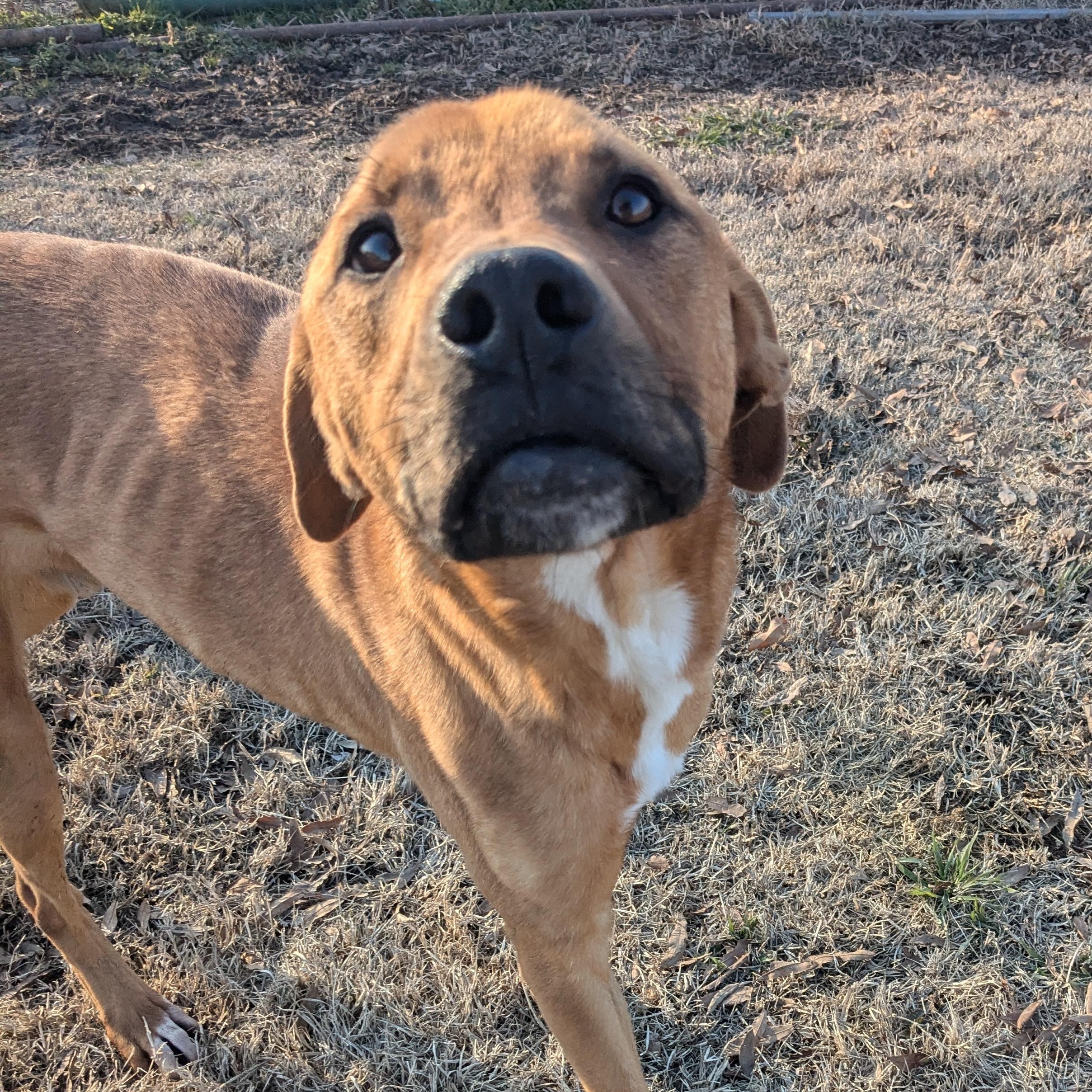 Enlarge Prince, a Adoptable mixed breed in Newport, AR image 5/5