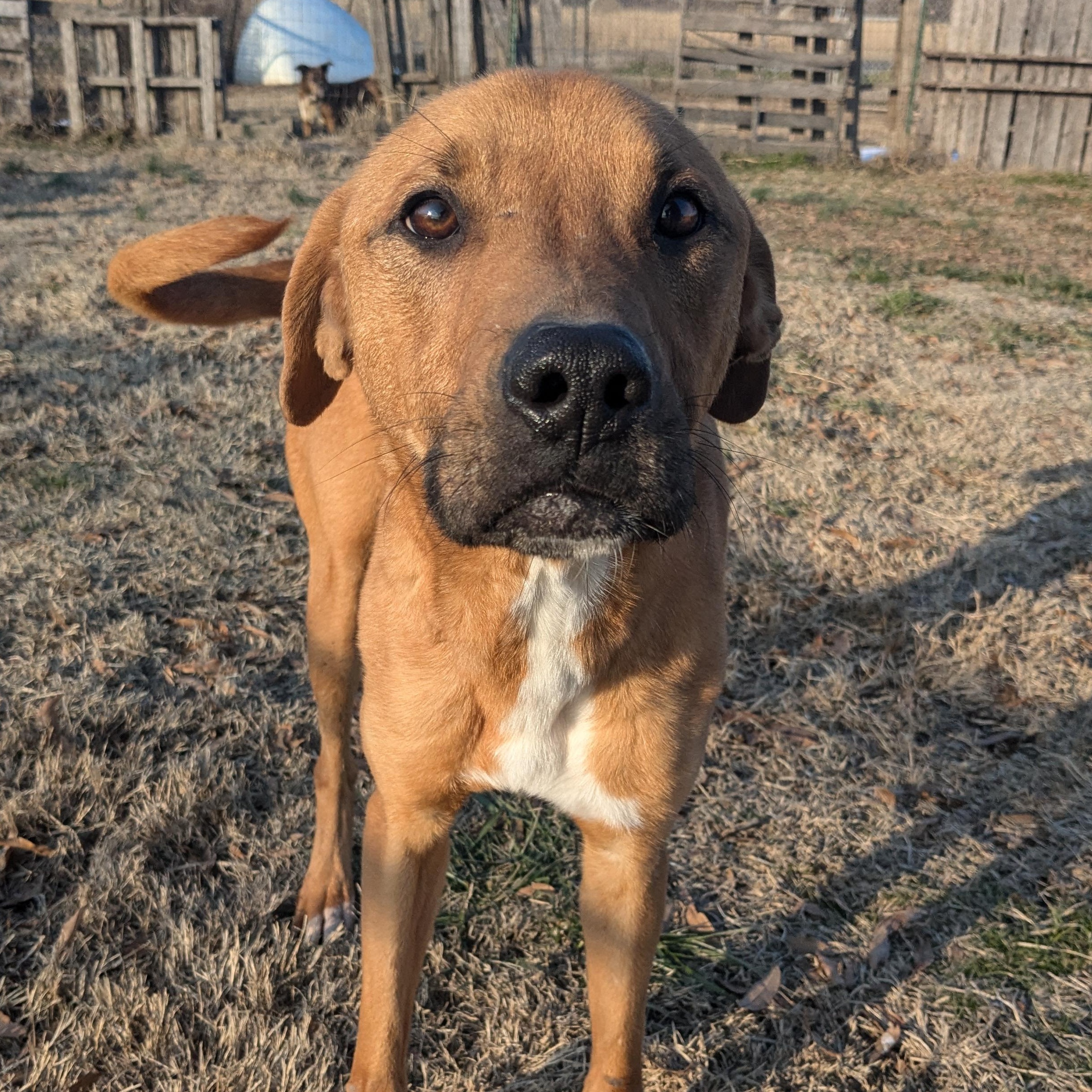 Enlarge Prince, a Adoptable mixed breed in Newport, AR image 4/5