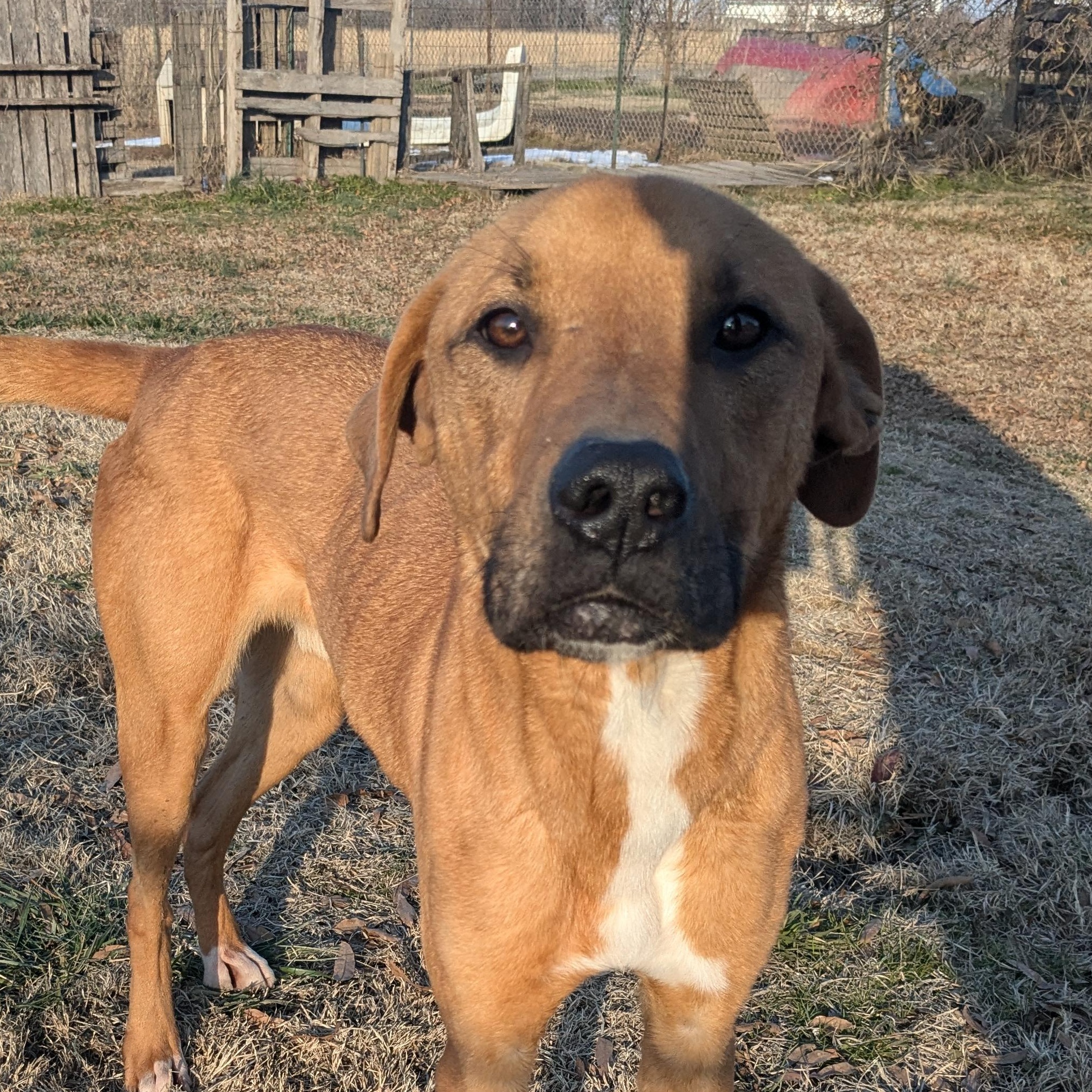 Enlarge Prince, a Adoptable mixed breed in Newport, AR image 2/5