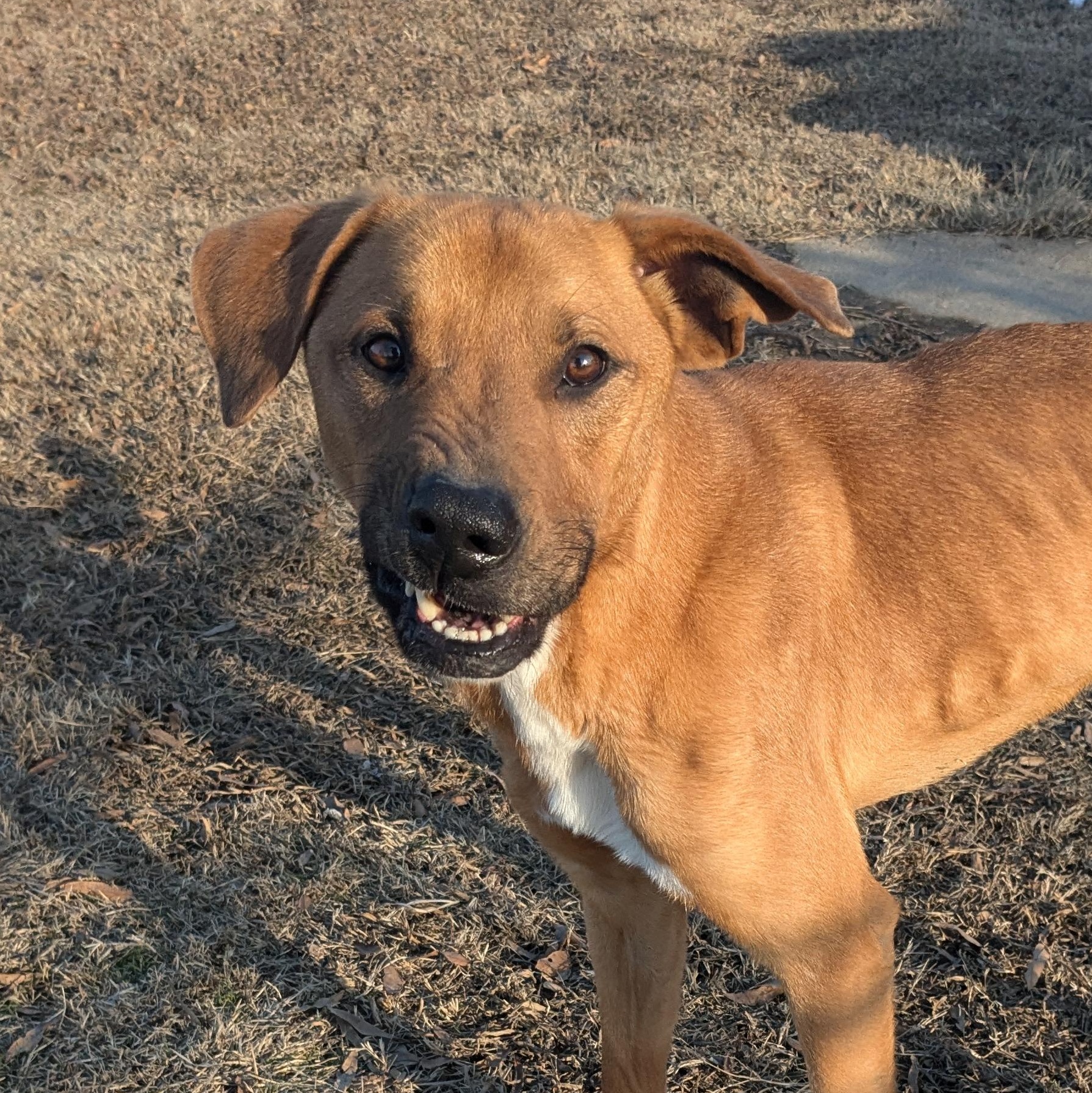 Enlarge Prince, a Adoptable mixed breed in Newport, AR image 3/5