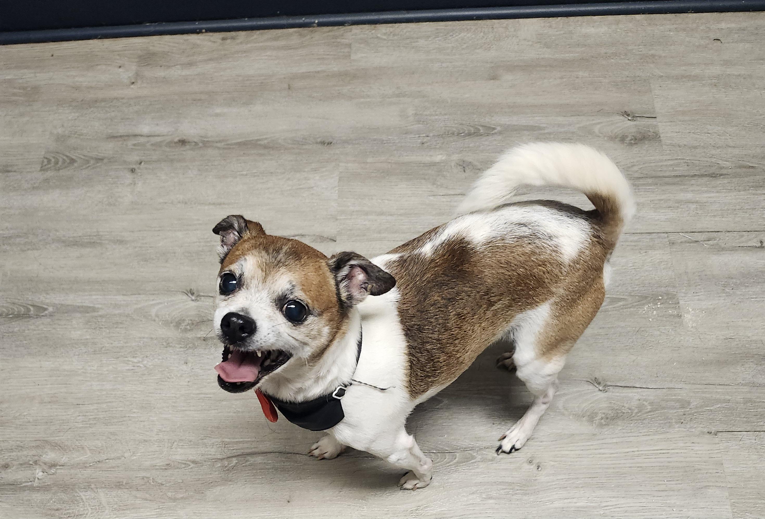Gherkin, an adopted Chihuahua in Mansfield, OH image 3/4