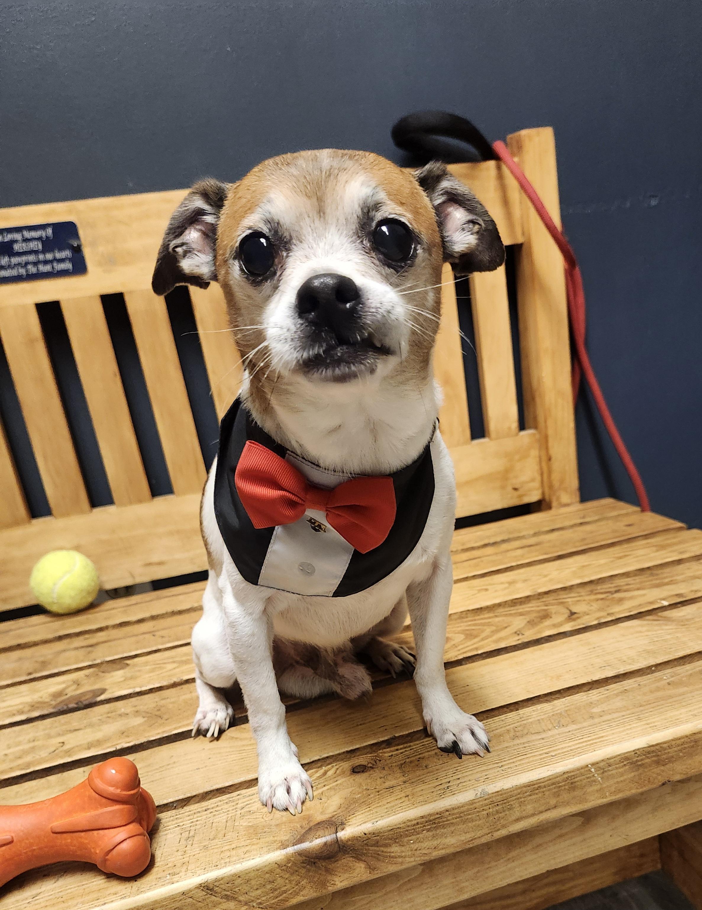Gherkin, an adopted Chihuahua in Mansfield, OH image 1/4