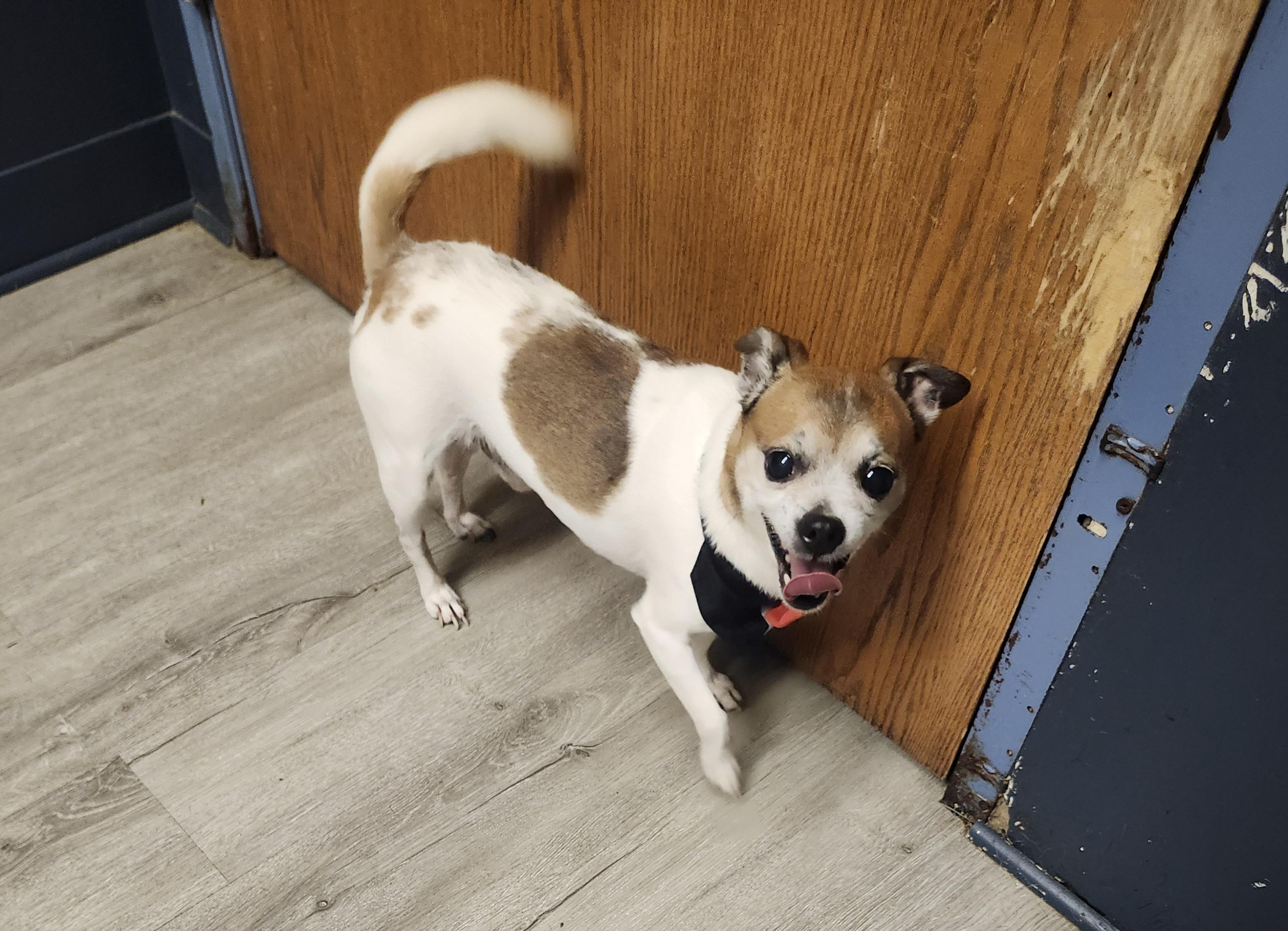 Gherkin, an adopted Chihuahua in Mansfield, OH image 4/4