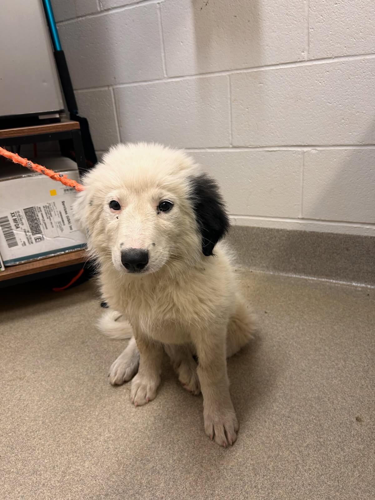 Alma, an adopted mixed breed in Mount Vernon, OH image 2/2